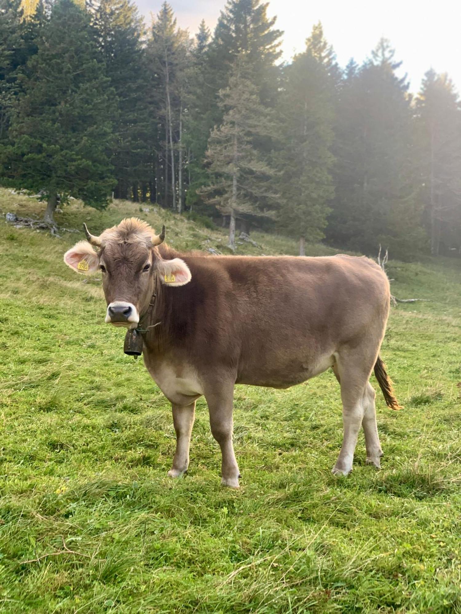 Velika Planina - Chalet Stane - Alps Stahovica Eksteriør bilde