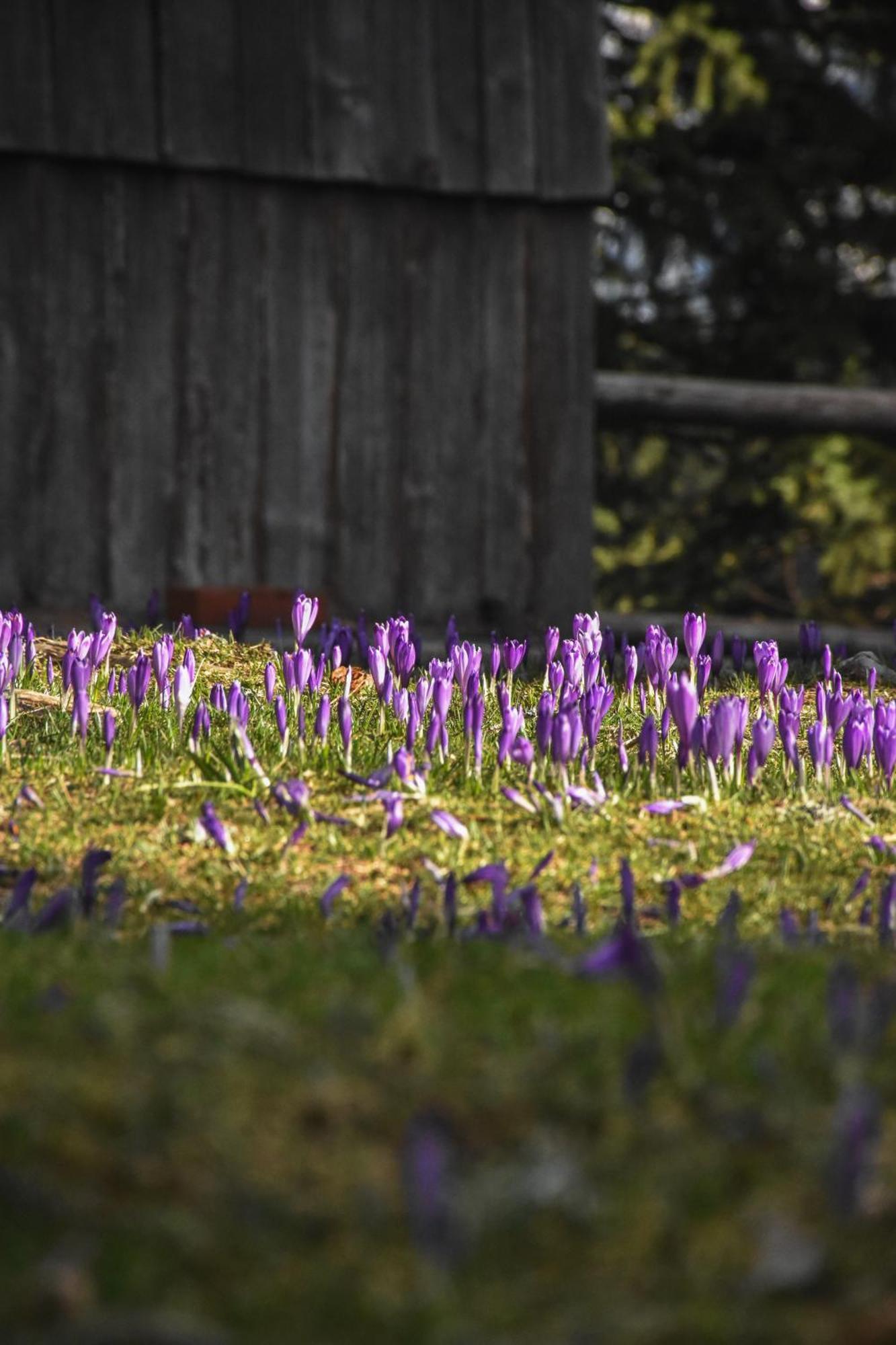 Velika Planina - Chalet Stane - Alps Stahovica Eksteriør bilde