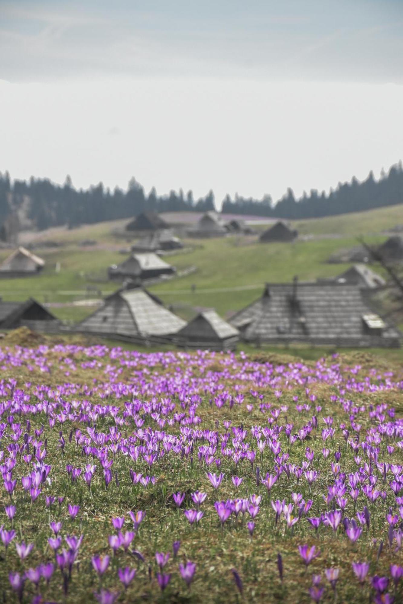 Velika Planina - Chalet Stane - Alps Stahovica Eksteriør bilde
