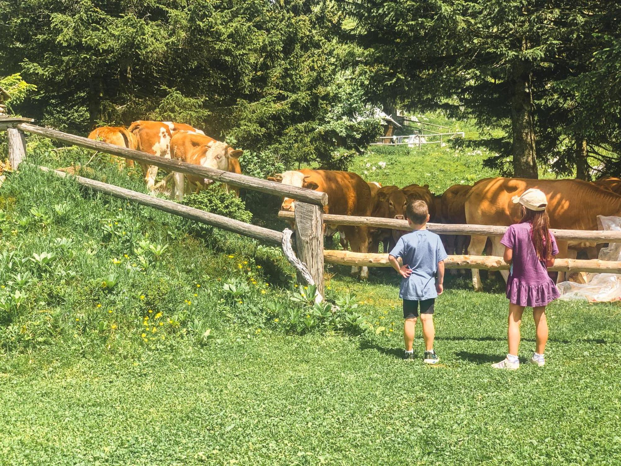 Velika Planina - Chalet Stane - Alps Stahovica Eksteriør bilde